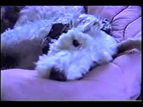 Fox Terrier Daphne Anne