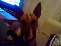 Lola and Basil.mp4 Lola and Basil.mp4