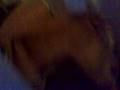 videos de Lola and Basil.mp4