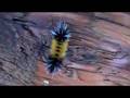 Wooly caterpillar