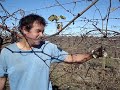 Prunning en Ever Green (Cap 4)