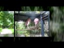 Bohol Phillipines