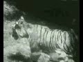 python attacks leopard