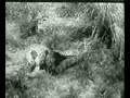 Python attacks leopard