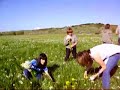 La raccolta dei narcisi