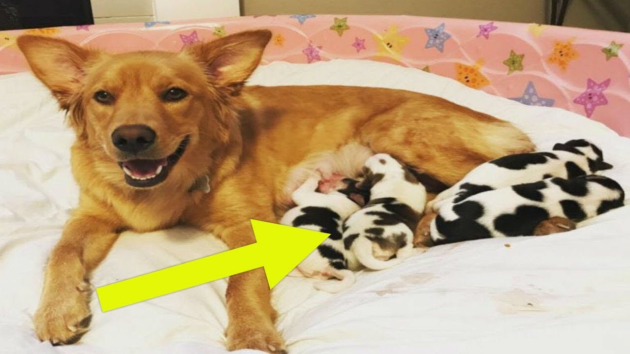 Pregnant rescue dog gives birth to a litter of “baby cows” - About America
