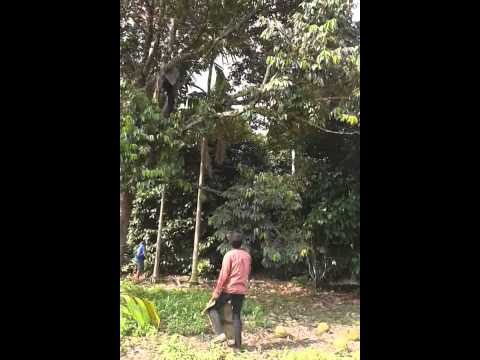 how to harvest durian