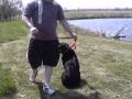Service Dog In Training Abby1.WMV