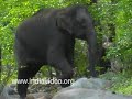 Elephants at Chinnar forest, Kerala