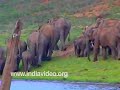 Elephant at Chinnar forest, Kerala Elephant at Chinnar forest, Kerala