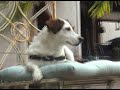 Dramatic Dog 2009 Dramatic Dog 2009
