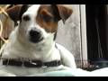 Dramatic Dog 2009