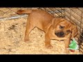 nov232009puppies.wmv