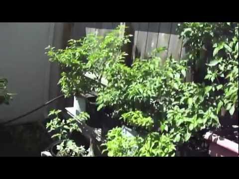 how to fertilize ghost peppers