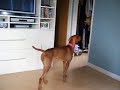 Our vizsla, Juanita, trying to chase a reflect of a lantern
