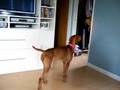 Juanita, our vizsla chasing a reflect