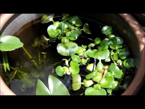 (Video) Medaka im Mini Teich? medaka projekt メダカプロジェクト