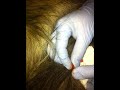 One Dog, One Cyst