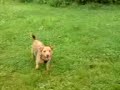 pking dog, rosie