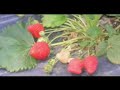 Bir ?iirdir G�RDES (2.b�l�m)