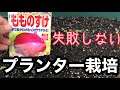 【失敗しないプランター栽培】もものすけ【小カブの作り方】
