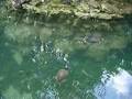 turtles in National garden, Athens