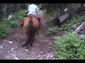 Horses in Colorad with the crew
