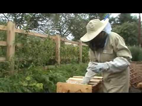 top bar bee hives 01