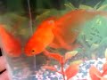 goldfish spaz