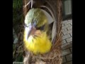 YELLOW-BELLIED SUNBIRD NEST VII Final.avi
