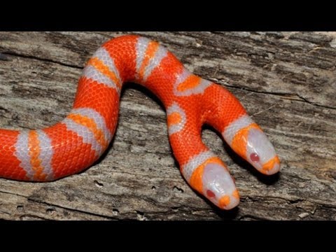 YouTube reptile video