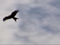 Red Kite -- Milano Real Red Kite -- Milano Real