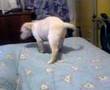 MI CHANCHITO LABRADOR RETRIEVER