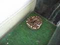 Short Reptile Videos Ball Python