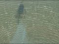 september 30, 2008
 
contacts:
tom mackenzie, fws, (678) 296-6400, tom_mackenzie@fws.gov
 
at least 33 oil spills ranging from simple sheens to 8,000 gallons plagued louisiana in the aftermath of hurricane gustav. most of the oil spills were sheens, not slicks, so were of minimal wildlife concern. 
although not as severe an impact as the eight million gallons spills resulting from the hurricanes katrina and rita, one hurricane gustav incident coated numerous brown pelicans. 
this breton sound spill 25 miles northwest of breton national wildlife refuge was only 20 barrels -- small in relation to most spills -- yet it oiled about 20 brown pelicans, 10 severely. 
the u.s. coast guard called environmental contaminants specialist buddy goatcher, u.s. fish and wildlife service, lafayette ecological services office, for technical assistance late friday, sept. 5, 2008. pelican rescue operations were planned for the next morning. 
goatcher contacted pilot reggie fontenot of southern helicopters to secure a bell long ranger l3 helicopter, the tool of choice for low-level wildlife work. fontenot, with more than 32 years flying experience, has worked with the service on national wildlife refuge system prescribed fires and wildfires, and has worked with goatcher on oil spills for at least ten of those years. fortunately, the right helicopter and pilot were available, in spite of the great demand for helicopters by fema, and private needs following gustavs impact.
goatcher and fontenot have perfected a technique developed over the last decade of catching free-flying oiled birds by using the down draft under the helicopter to push oiled flying birds to the water surface and keep them on the surface. they hold the birds in this manner until the capture boats scoop them from the water with pole nets, something easier said than done. 
the big challenge is the helicopter rotor wash that pushes the netters and boats away from the birds, said goatcher. it takes a coordinated effort of the helicopter pilot with his biologist spotter, the netters, and the skilled boat operators to choreograph the capture boat and helicopter maneuvers in winds, water currents, shallows, and unpredictable bird movements.
the u.s. coast guard new orleans sector, bird rehab specialists from wildlife rehab and education, texas, and boat operators and deckhands from es&h out of houma, louisiana composed the two bird-capture boat crews. 
by the end of the day, the helicopter and boat crews operating as a unit located and captured 10 free-flying, oiled brown pelicans. 
in the rehab center, located in houma, louisiana -- ground zero for the recent hurricane gustav -- the oiled rail died, as did one of the brown pelicans that was in a starved state (most likely a condition that preceded its oiling). one of the oiled pelicans that needed further rehab and rest was placed in a long-term care facility in louisiana. all the other pelicans were cleaned and released into the louisiana marsh the next day.
http://www.fws.gov/southeast/news/2008/r08-046.html