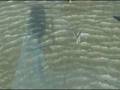 Hurricane Gustav Creates Numerous Small Oil Spills in the Gulf -- Response Team Works to Save Oiled Brown Pelicans