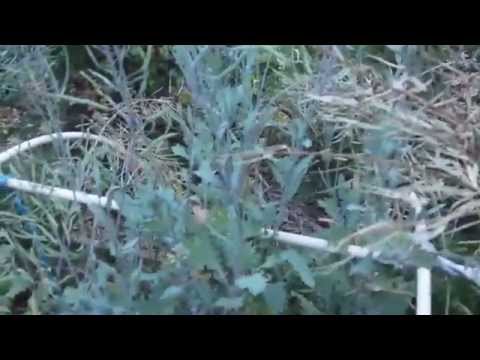how to harvest kale from garden