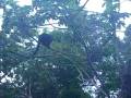 videos de Howler Monkeys in Belize.avi