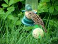 Sparrow feeding babies Sparrow feeding babies