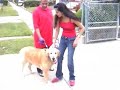 Dog Fight and Interview - Zig Zag Wanderer