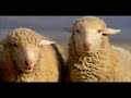 Super Bowl XL Commercial  Budweiser: Superfan