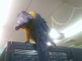 Parrot shop part 1