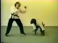 kungfucu şempaze - chimpanzee quarrel