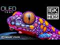OLED TEST - 16K VIDEO ULTRA HD | 16K HDR DOLBY VISION (4K/8K ..