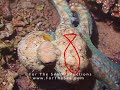 For The Sea - invisible Octopus Hunting At Night