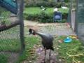 videos de Kronenkranich auf Futtersuche