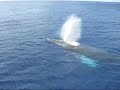 Humpback Whale breaching off of Oahu Humpback Whale breaching off of Oahu