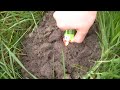Click here to watch this video Polenböller Vatertag-Special / Kugelbombe / Selfmade etc. / *Full HD*
