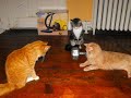 Its Cat time!!!