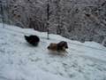 Fiyero + Merlin im Schnee 1